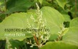 flora invasora