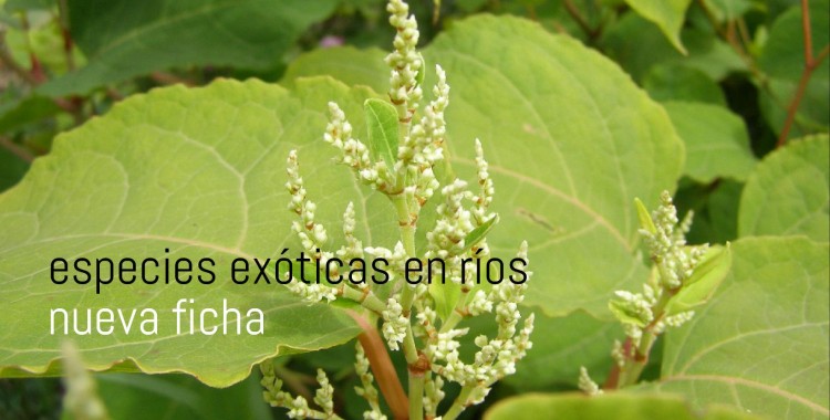 flora invasora