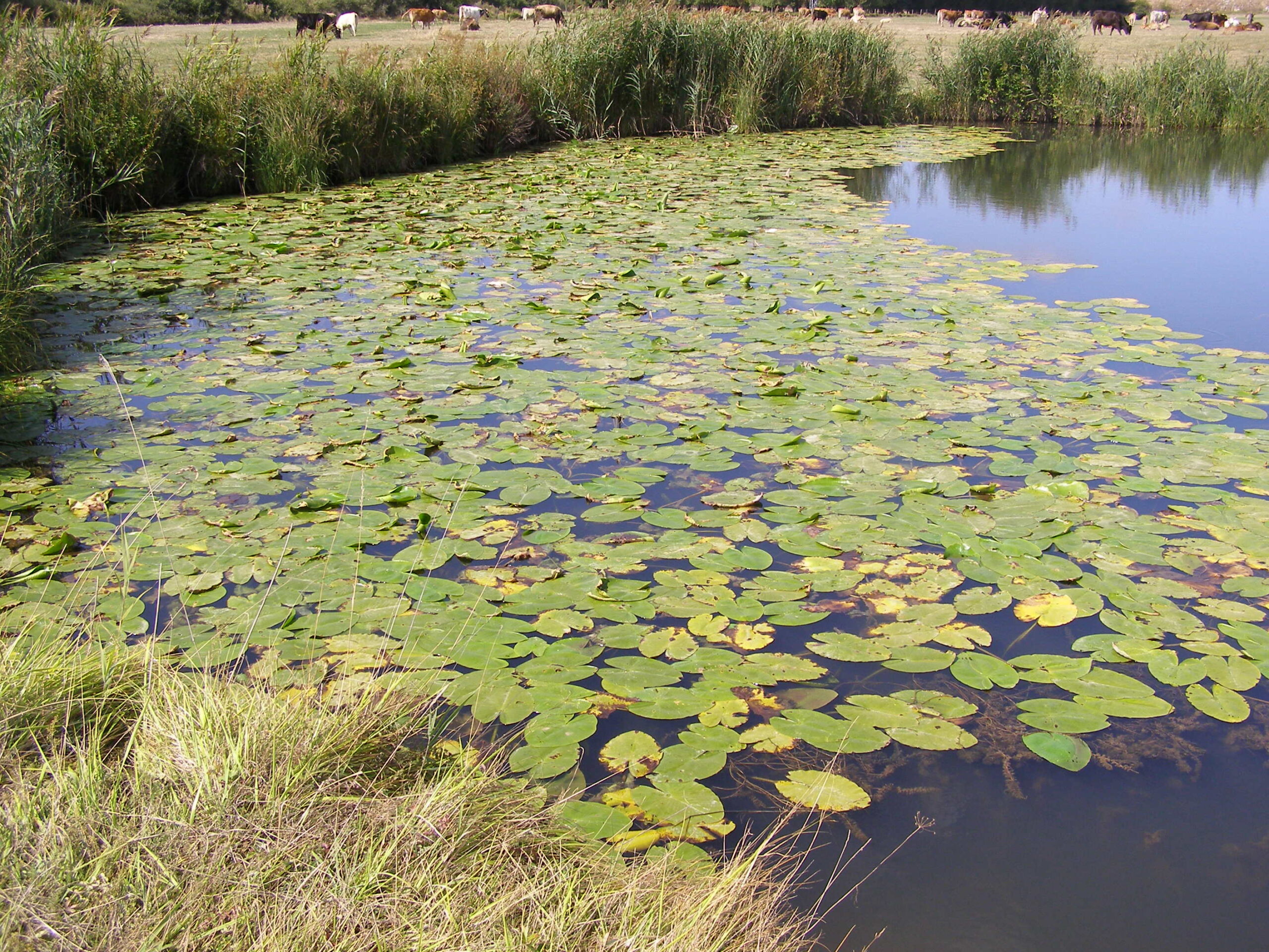 Nuphar: custodia fluvial del río Camesa