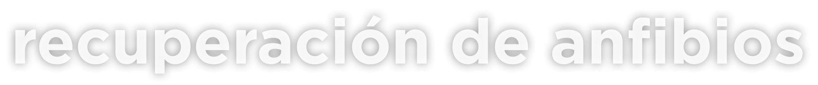 anfibios