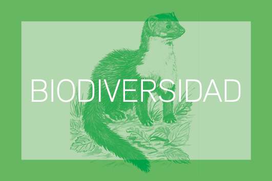 Biodiversidad21