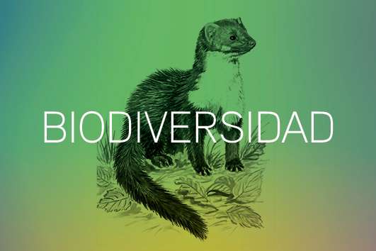 Biodiversidad22