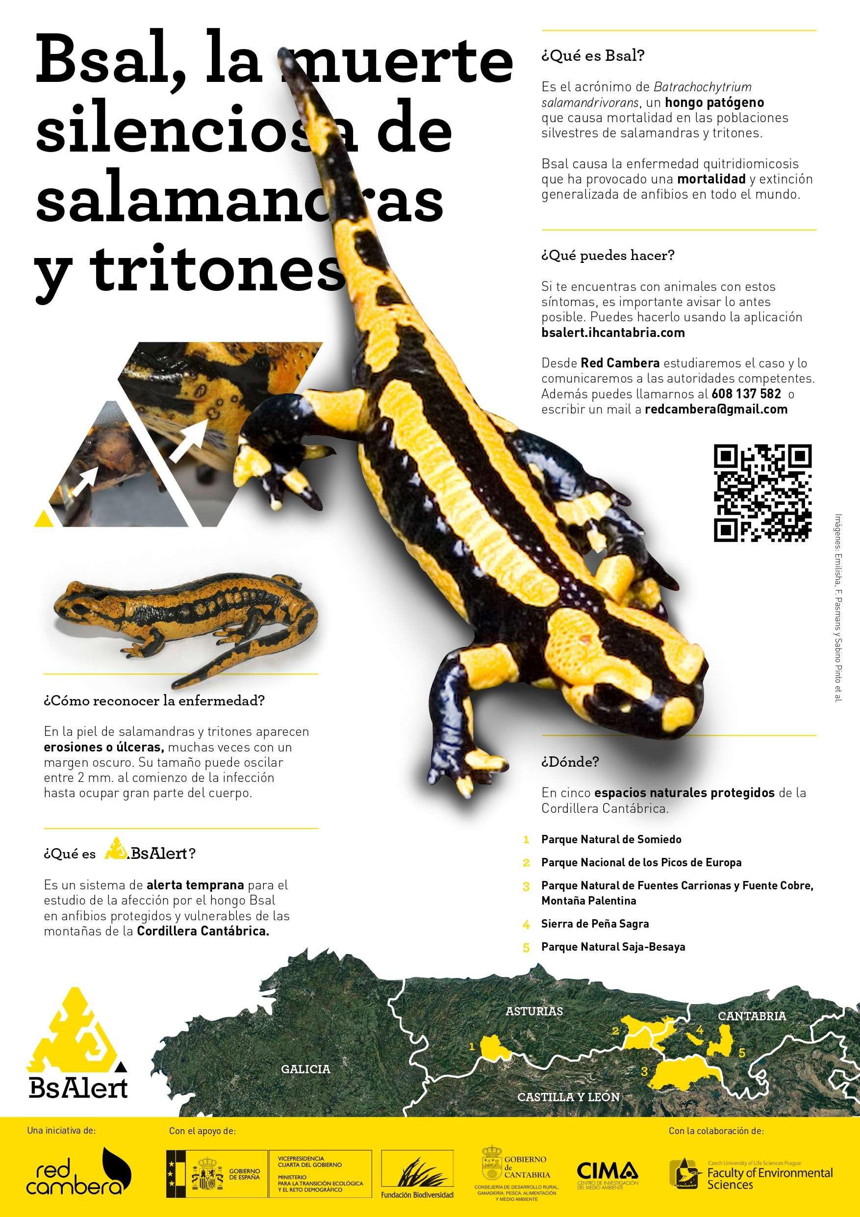 Bsal, la muerte silenciosa de salamandras y tritones (cartel)