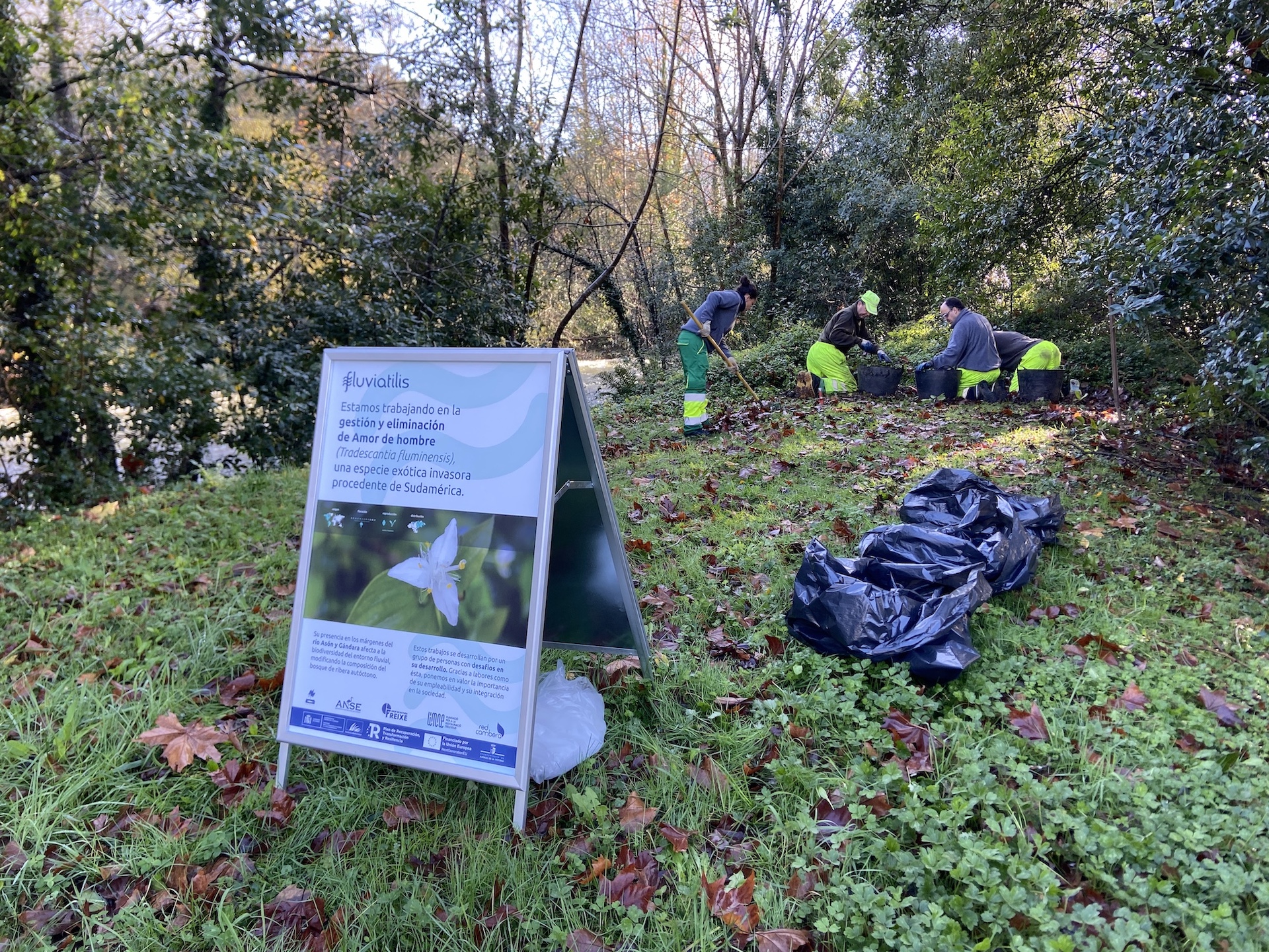 Buscamos personas voluntarias para colaborar en la gestión de la flora invasora del Asón